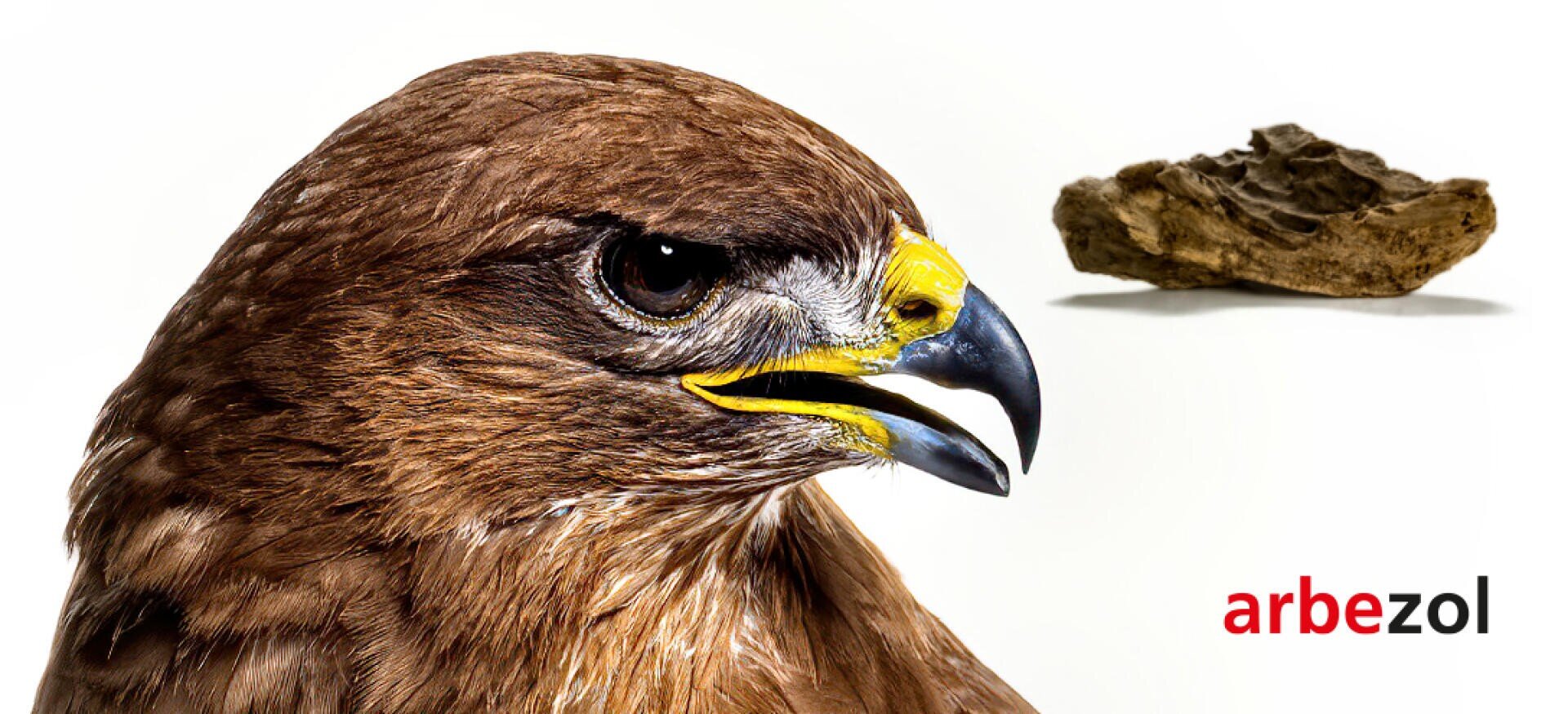 Nahaufnahme eines braunen Habichtskopfes mit geöffnetem Schnabel, einem Stück getrockneten Materials im Hintergrund und dem Wort arbezol in roter und schwarzer Schrift in der unteren rechten Ecke.